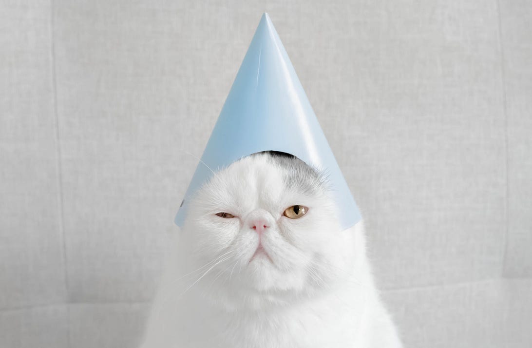 Portrait of an Exotic shorthair cat wearing a party hat