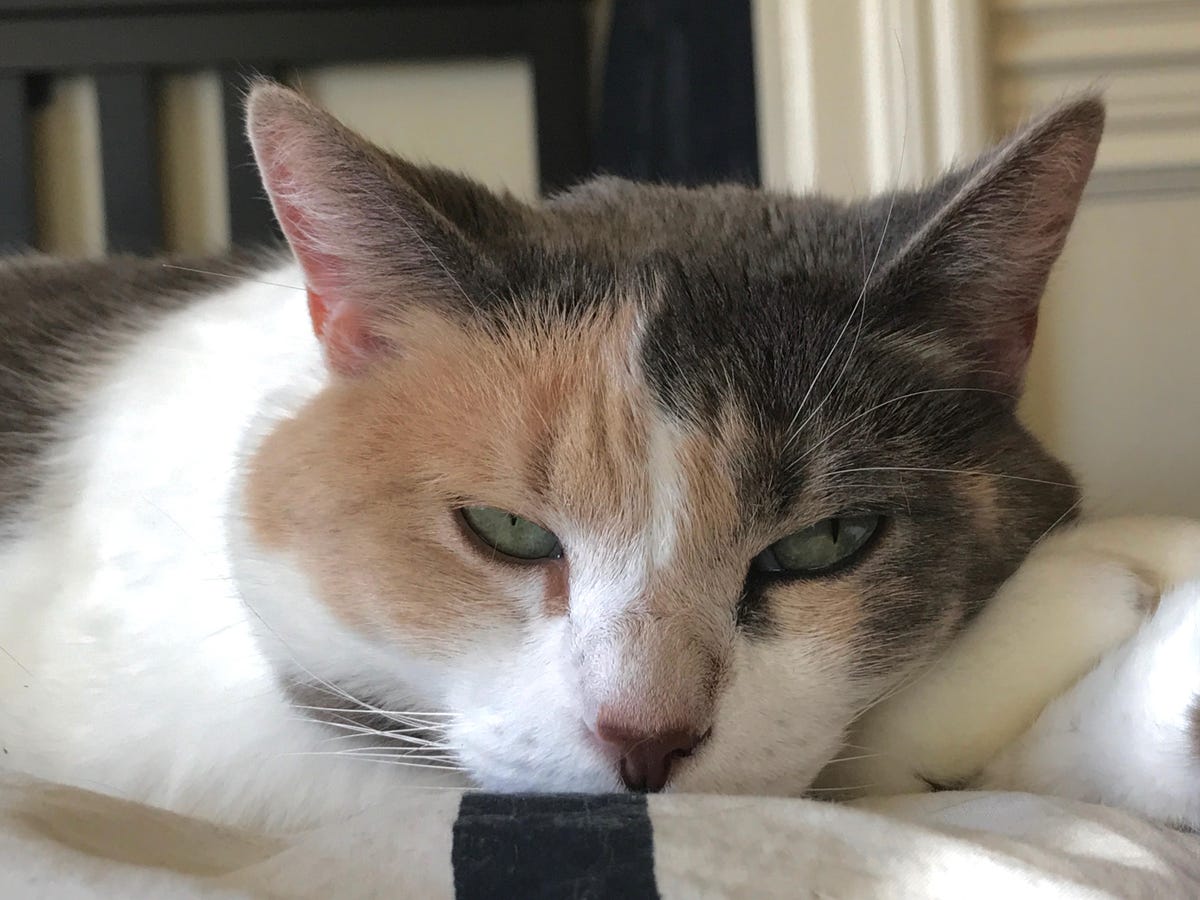 stella-the-cat-wants-to-nap-iphone-7-plus