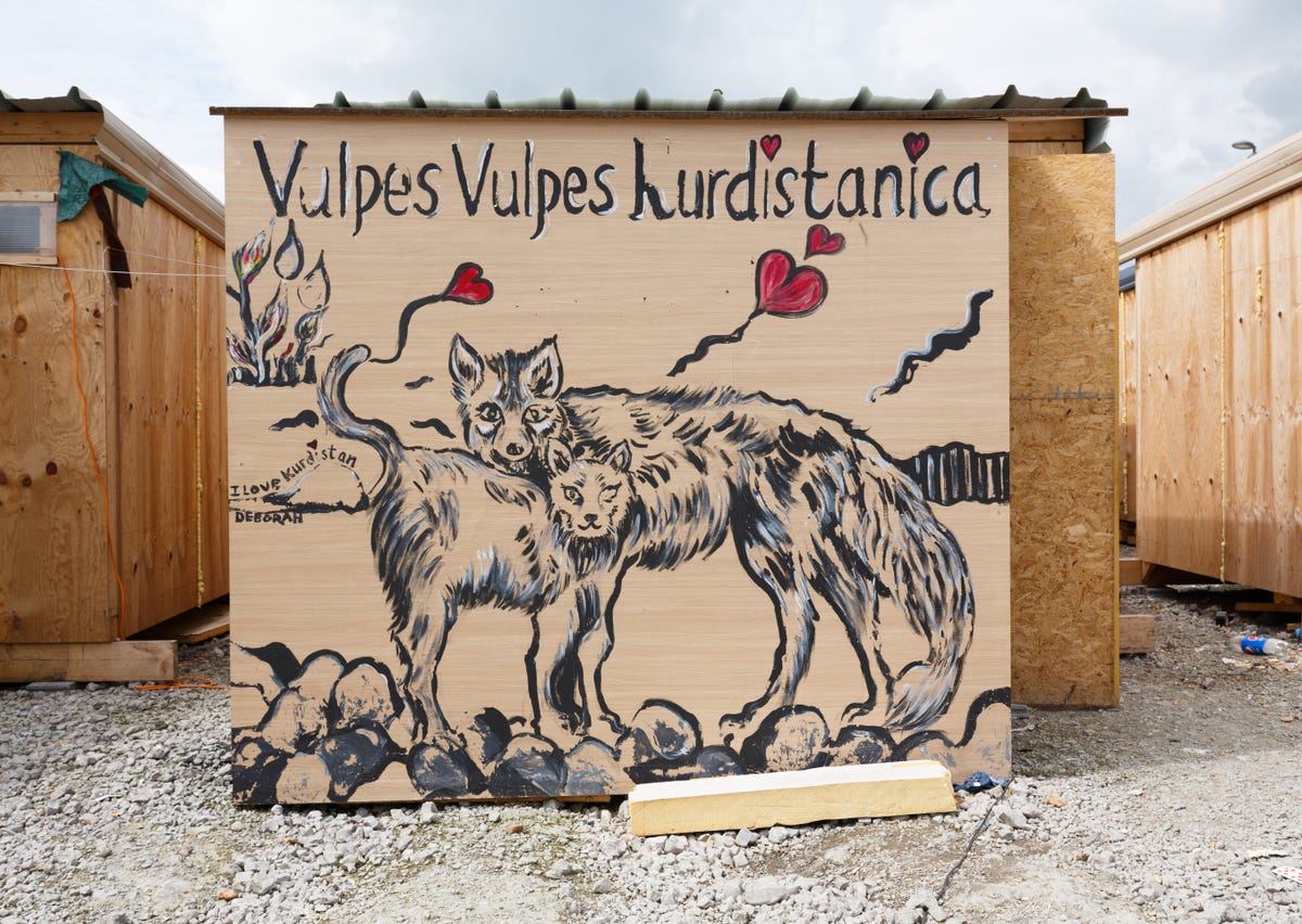 Vulpes vulpes kurdistanica fox paintin