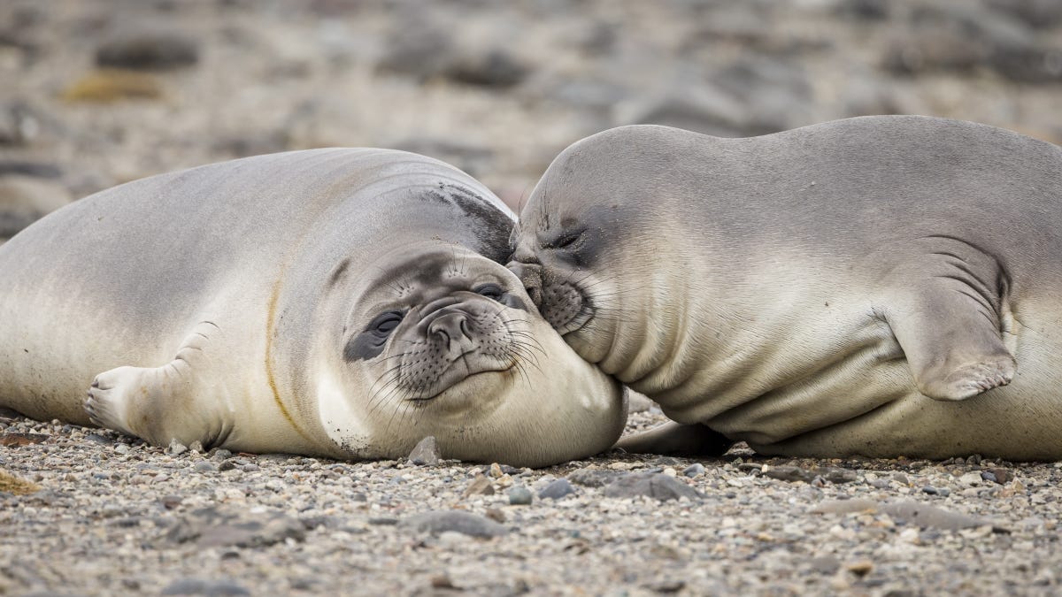 Two blobby gray seals rest. One has its face smooth in the side of the head of the other.