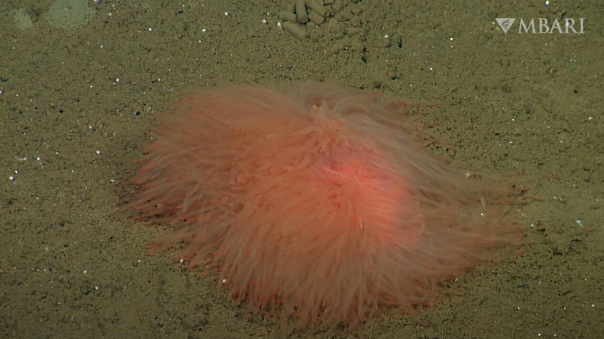 A pom-pom like mass of light orange tentacles sits on the sandy seafloor.
