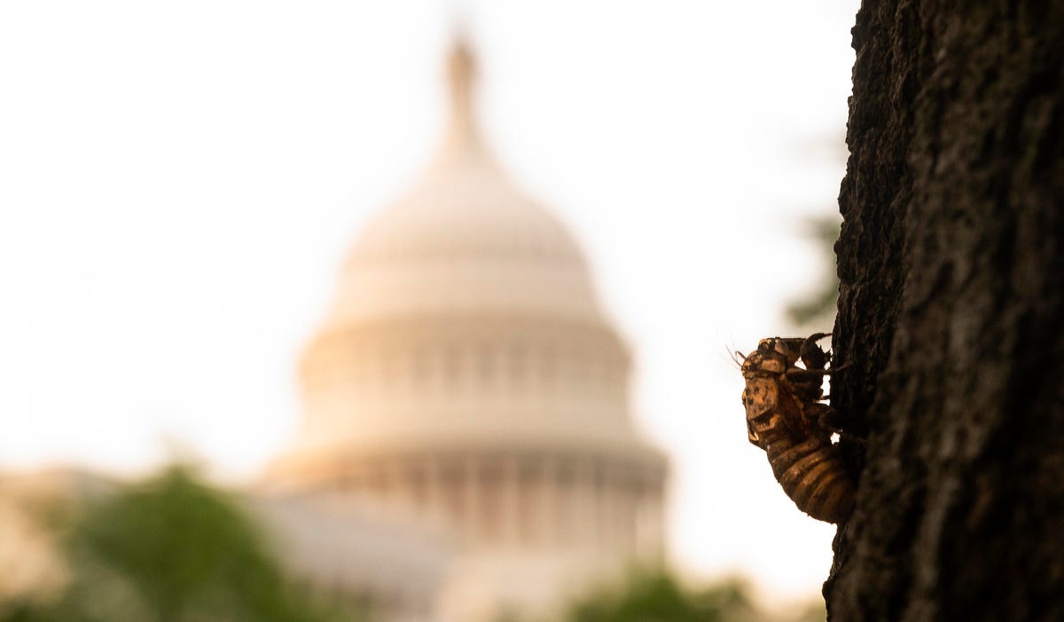 cicada in the US Capitol