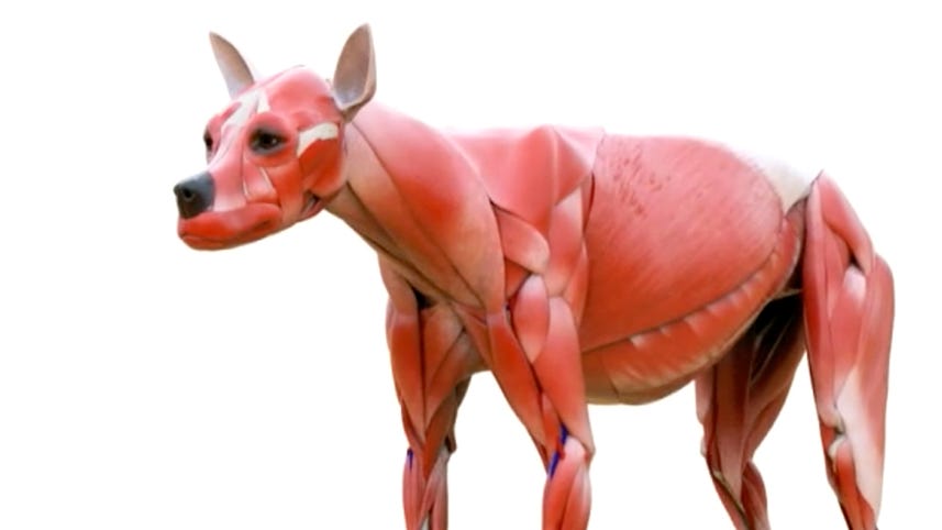 This faux canine cadaver aims to help future veterinarians (Tomorrow Daily 376)