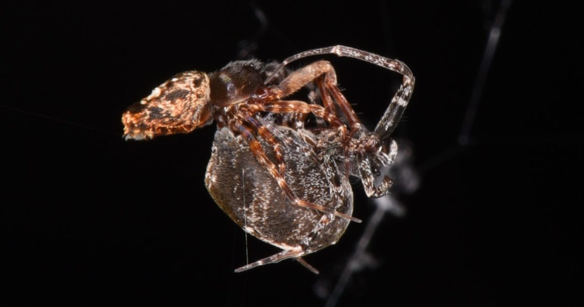 See Male Spiders Catapult to Escape Being Devoured by Females After Sex – CNET
