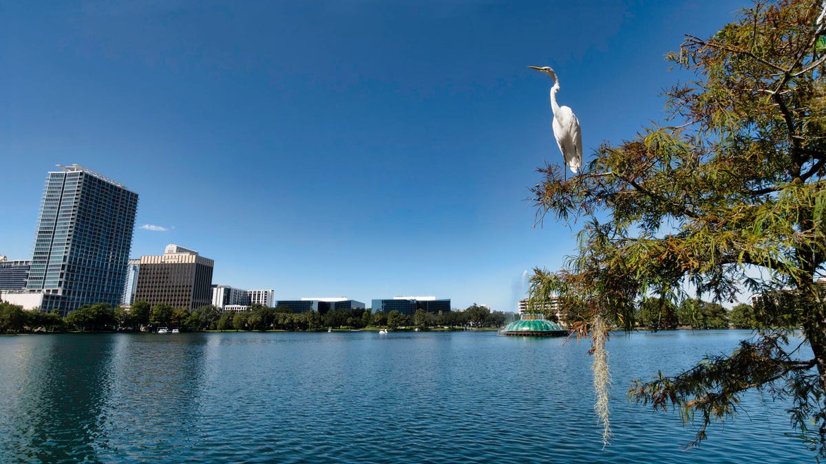 A bird is seen in the foreground with a lake and buildings in the background.