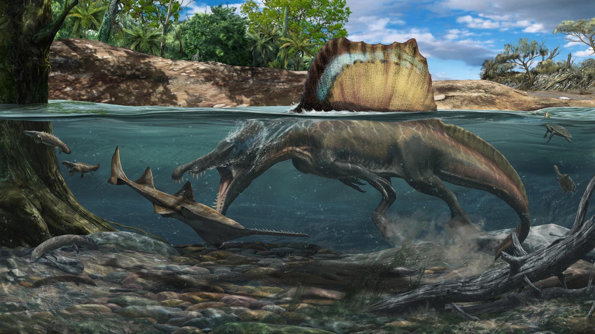 spinosaurus-hunting-underwater-a-large-onchopristis