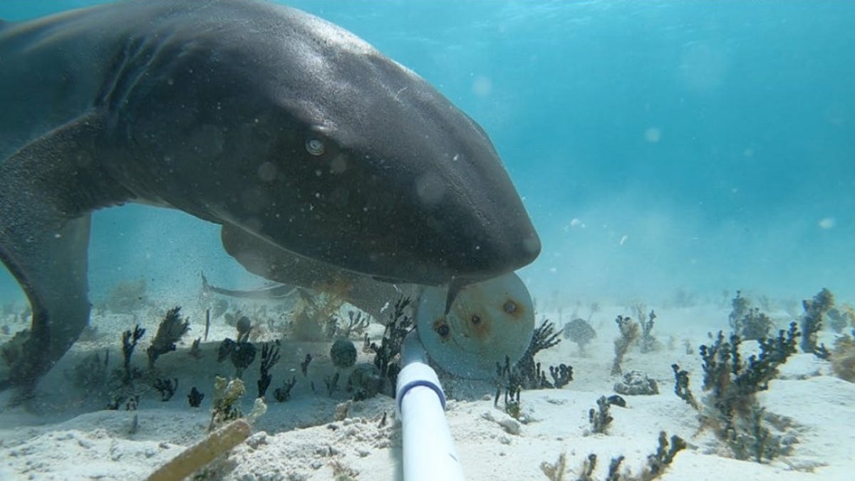A nurse sharked eats at a feed station with its fins touching the sandy ocean floor.
