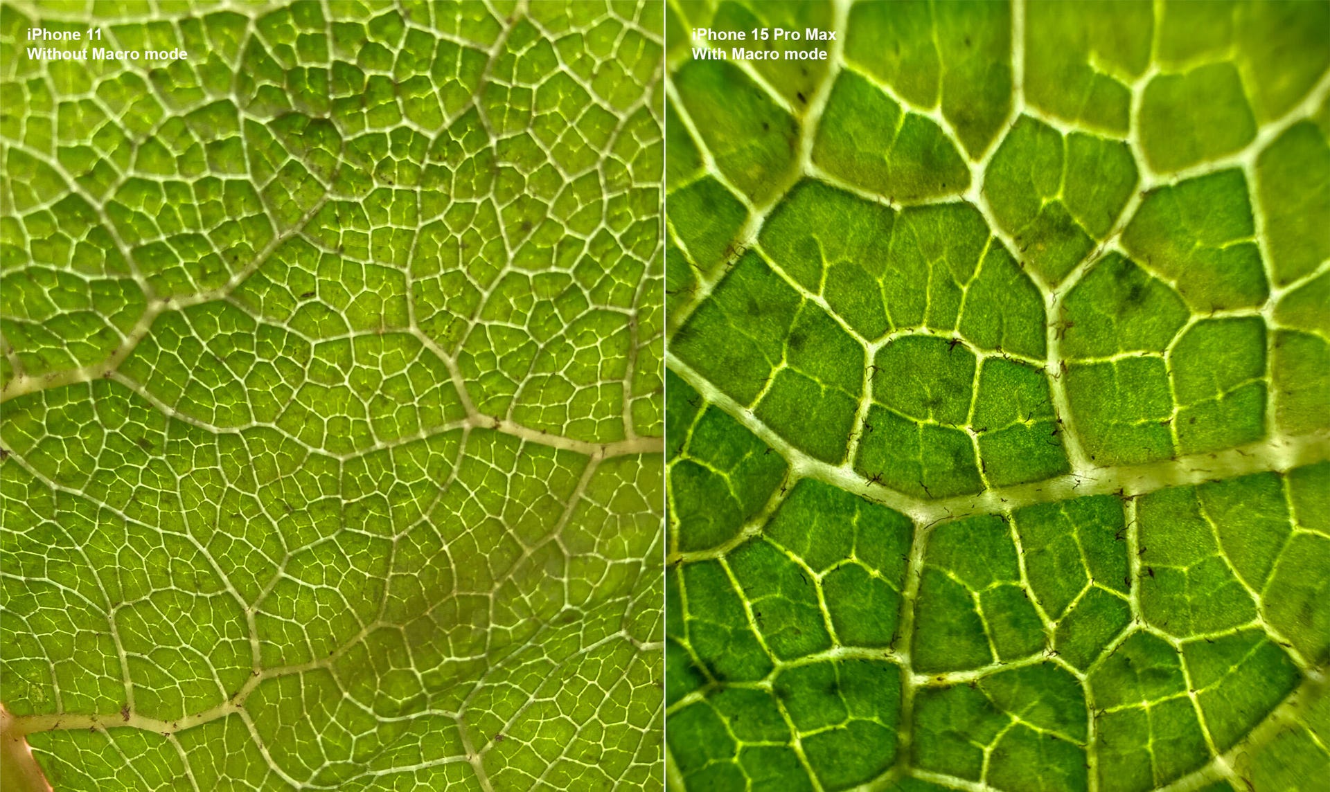 Macro photos of a leaf