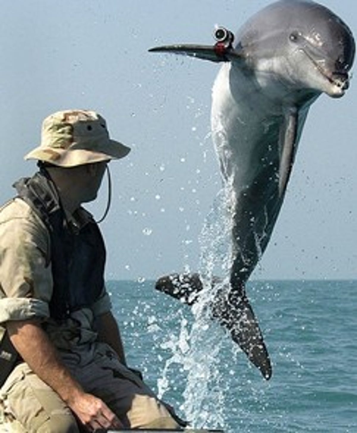 dolphin and handler