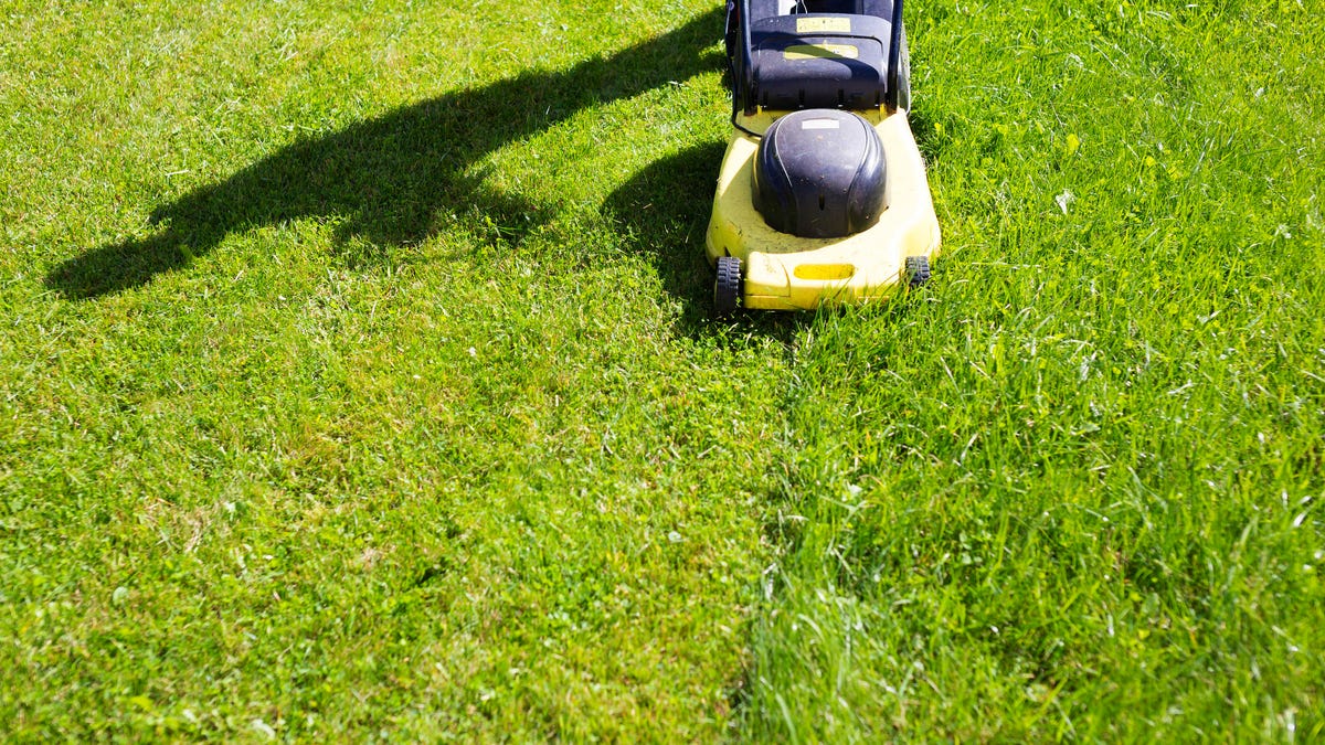 Man Is Pushing Lawn Mower To Mow Grass