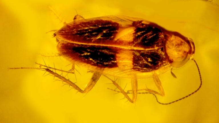 Orangeish view of cockroach in amber shows a lighter band of coloration across its back.