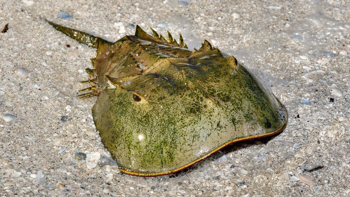 Scientists discover horseshoe crabs are related to spiders - CNET