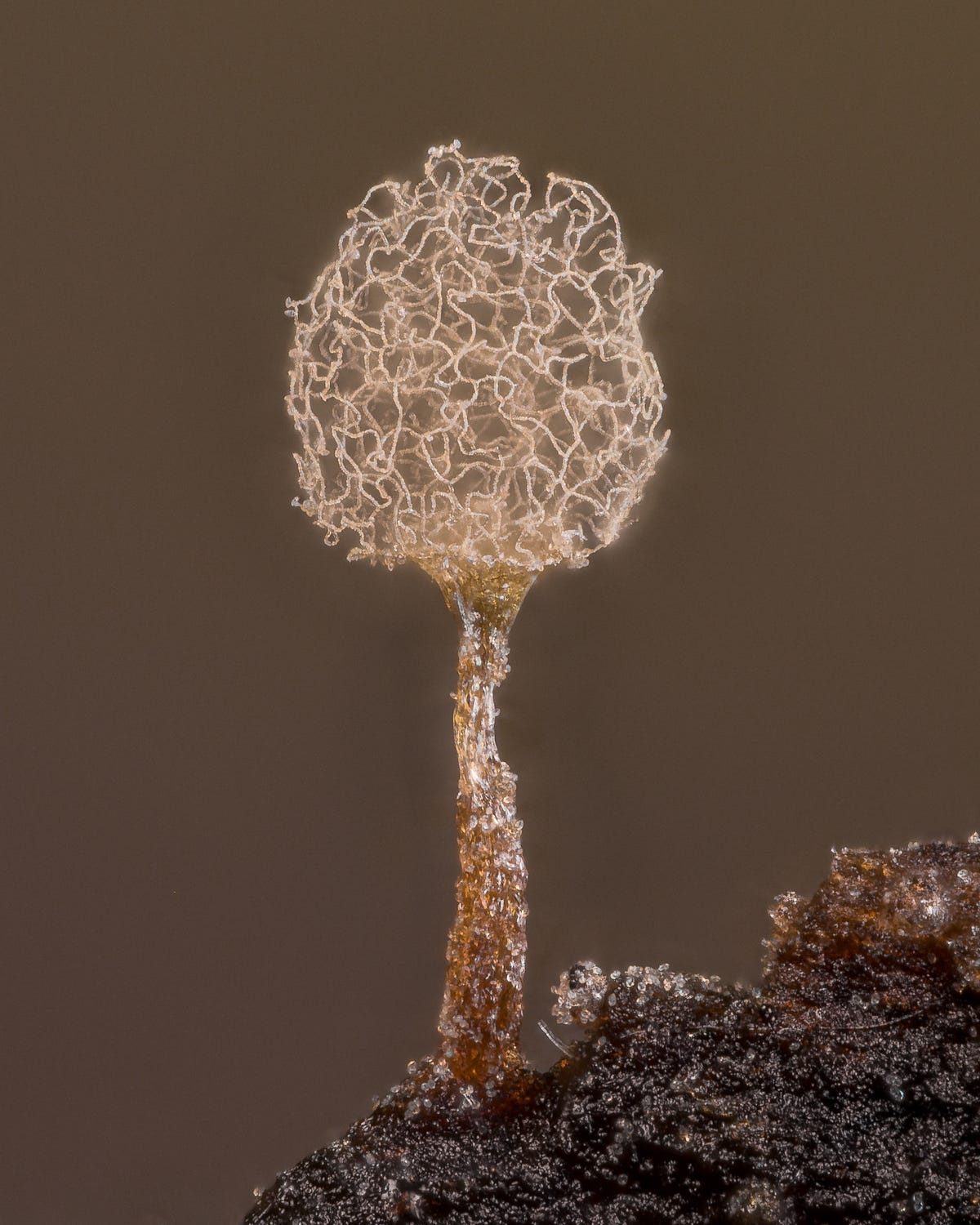 slime mold looking pretty