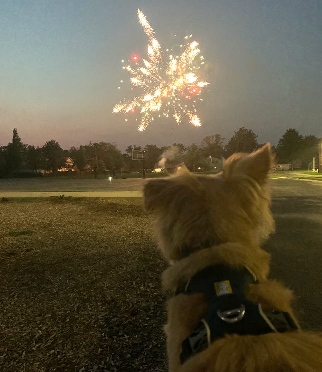 Daisy the dog watching fireworks