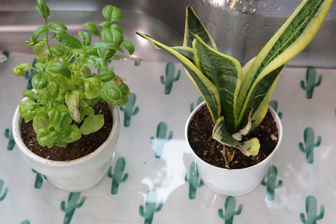 Two plants hydrating in a sink