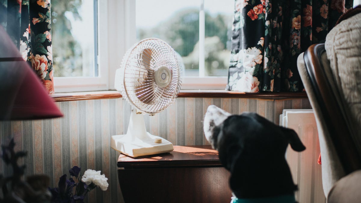 tabletop fan blowing air while dog watches
