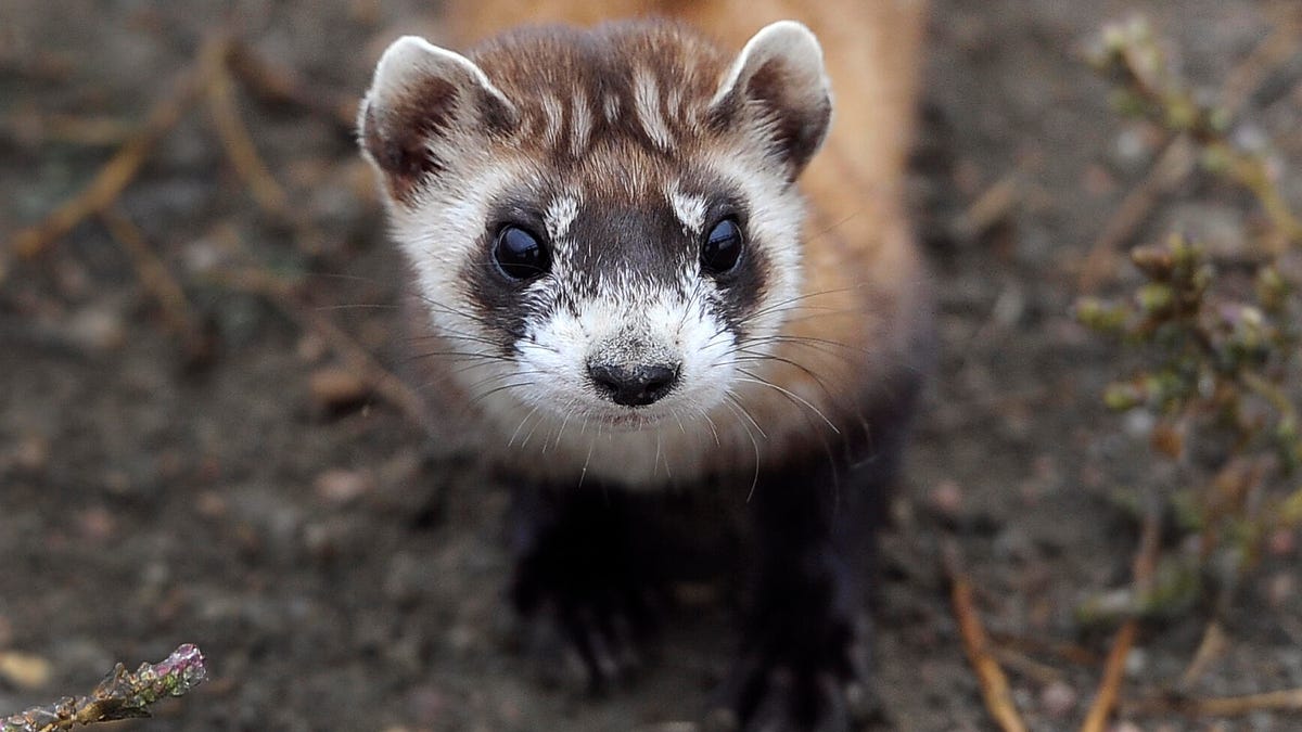 Scientists just successfully cloned an endangered black-footed ferret - CNET