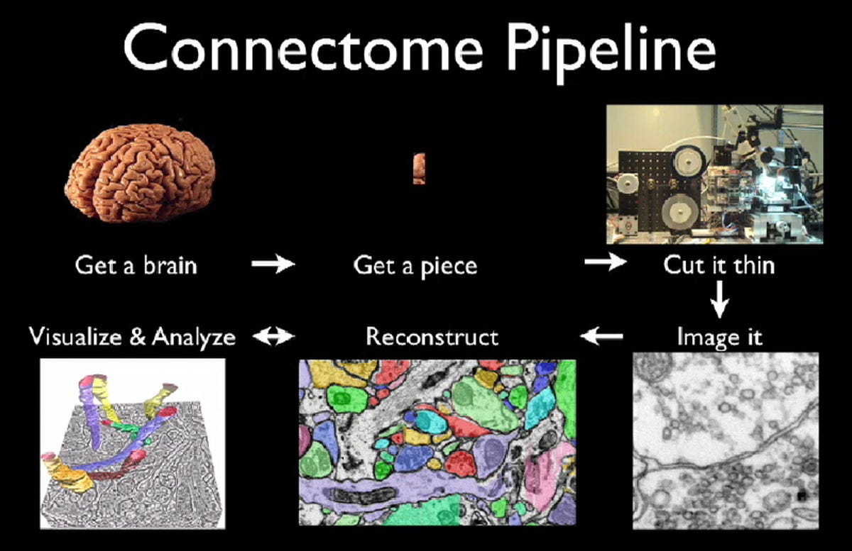 The Connectome pipeline