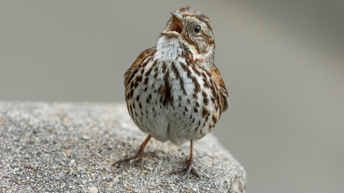 You don't need to be miles away from civilization to see birds. This song sparrow was singing vigorously in the middle of San Francisco.
