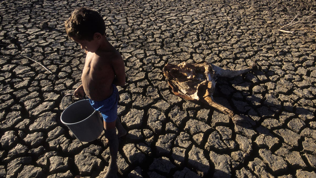 Drought, poor child holds a bucket in a dry dam, dead cattle