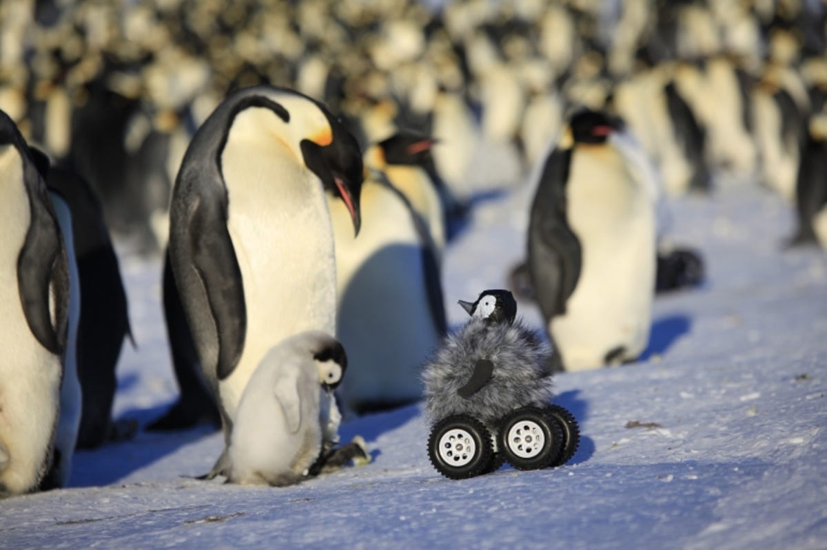 penguin1.jpg