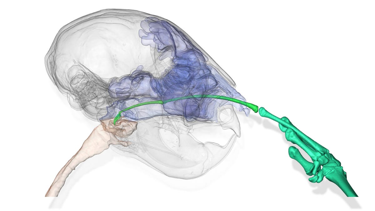 Graphic shows transparent skull of an aye-aye lemur with finger in green extended through the nasal passage almost to the back of the head.