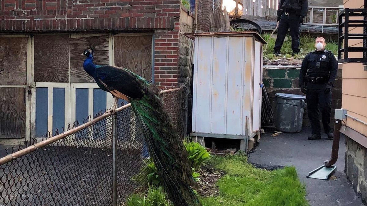 Boston cop uses mating call on phone to lure lovelorn peacock - CNET