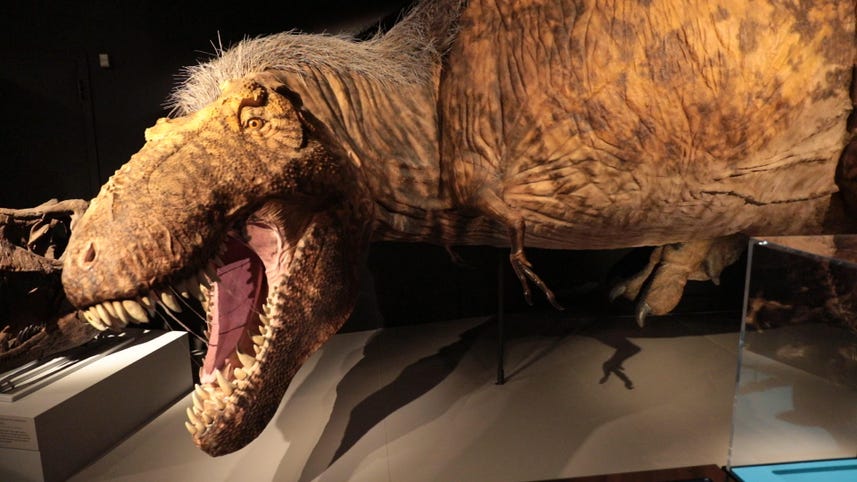 Tyrannosaurus rex has a surprise for you