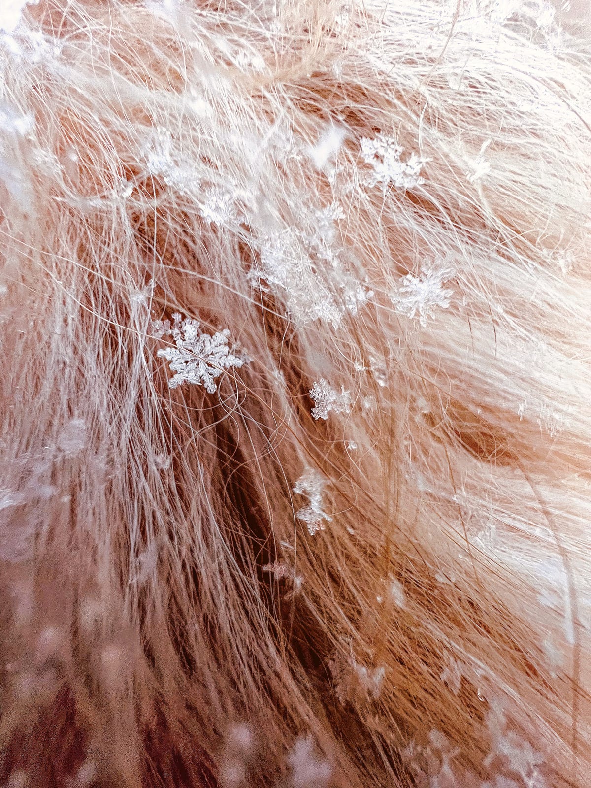 Snowflakes in a dog's fur.