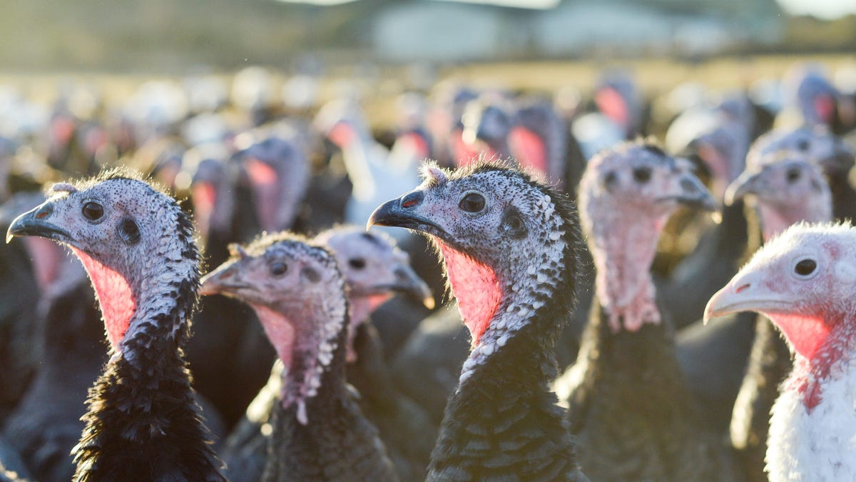 Ireland: free range turkeys are getting ready for Christmas tables