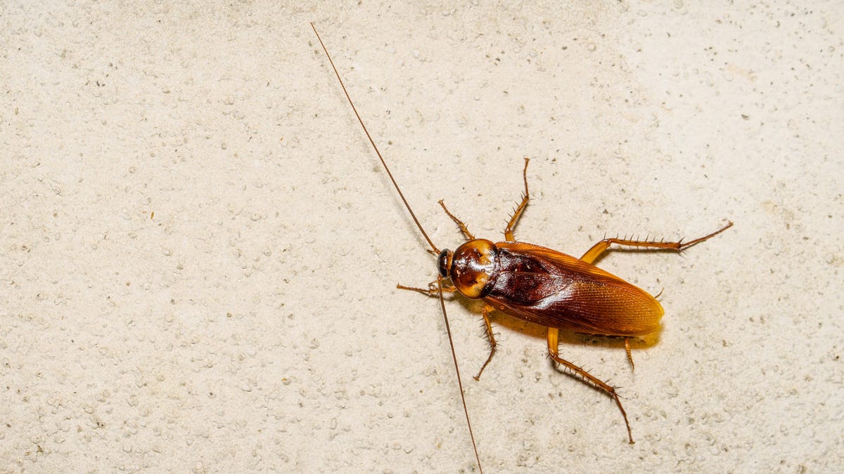 Close-Up Of Cockroach On Cement Wall