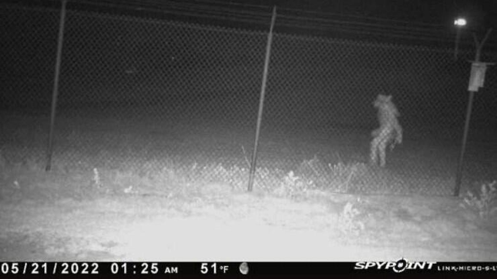 Black and white camera image of a strange humanoid figure on the other side of a fence.