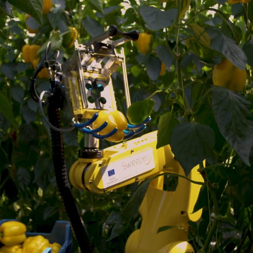 How many peppers could a robotic pepper-picker pick?