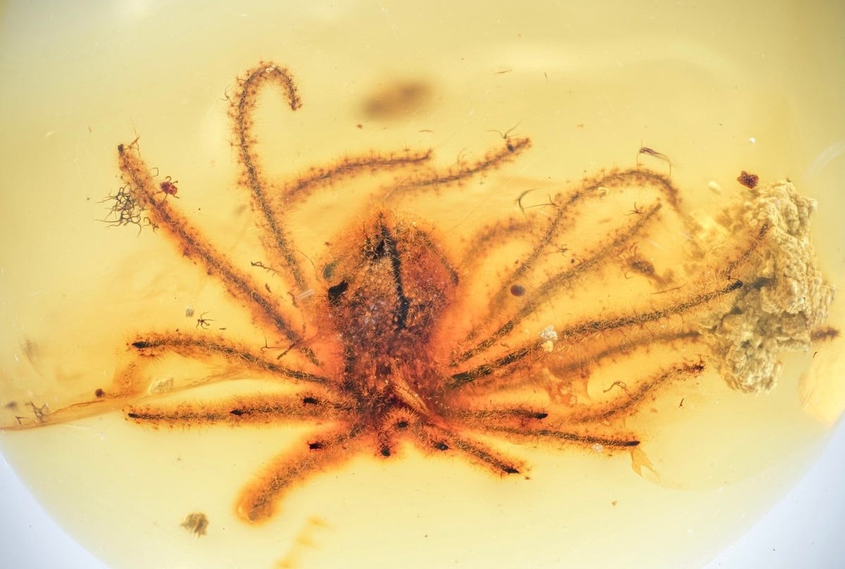 Fossilized flower in amber resembles a tiny tentacled, feathery sea creature.