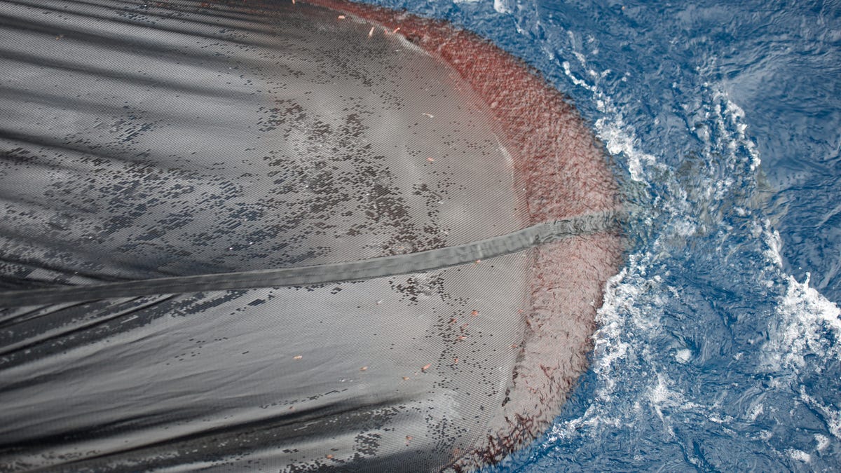 A trawl net in the ocean, the net is a dark grey but bulges at its end with thousands of Antarctic krill.