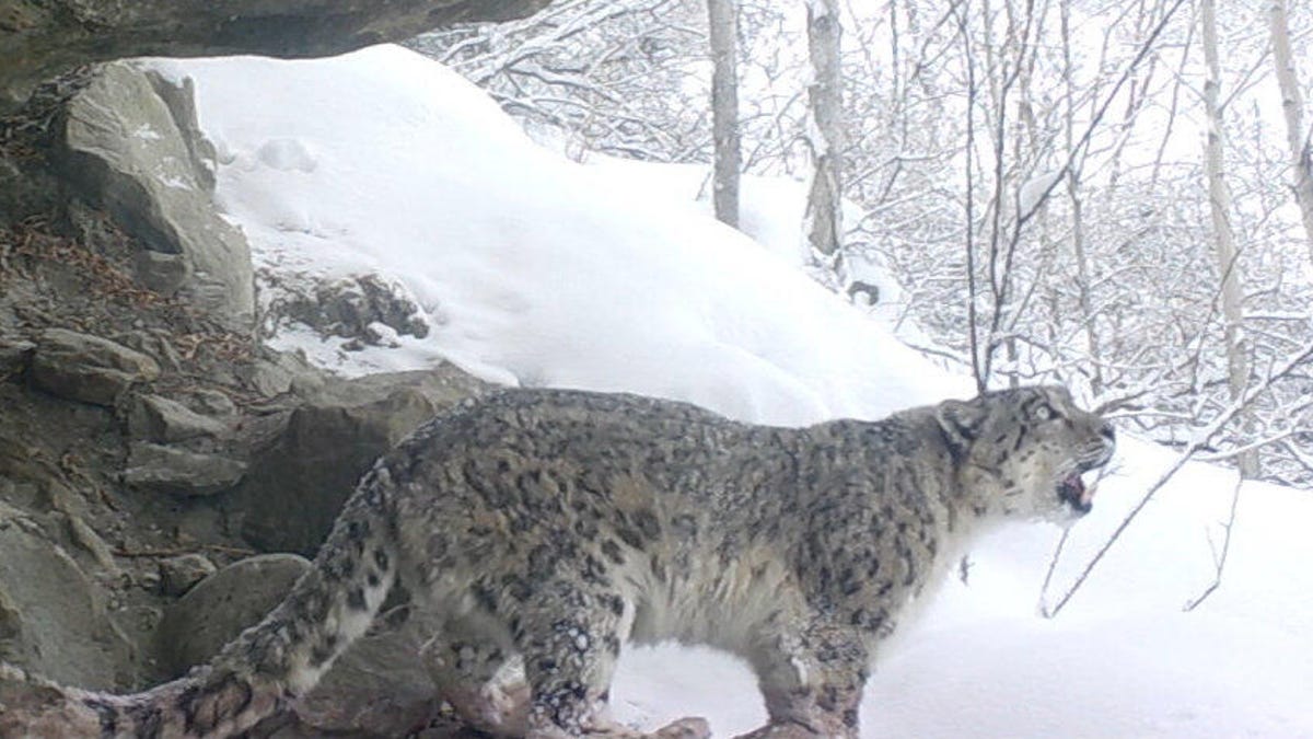 Watch this rare, striking footage of a snow leopard calling out in the wild  - CNET