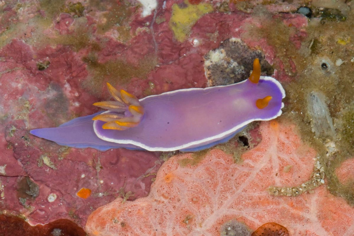 species-sea-slug