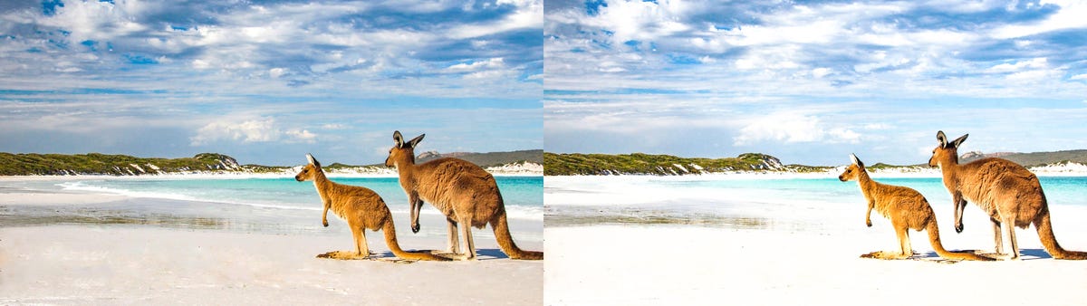 To images side-by-side of kangaroos showing the difference caused by adjusting the contrast control.