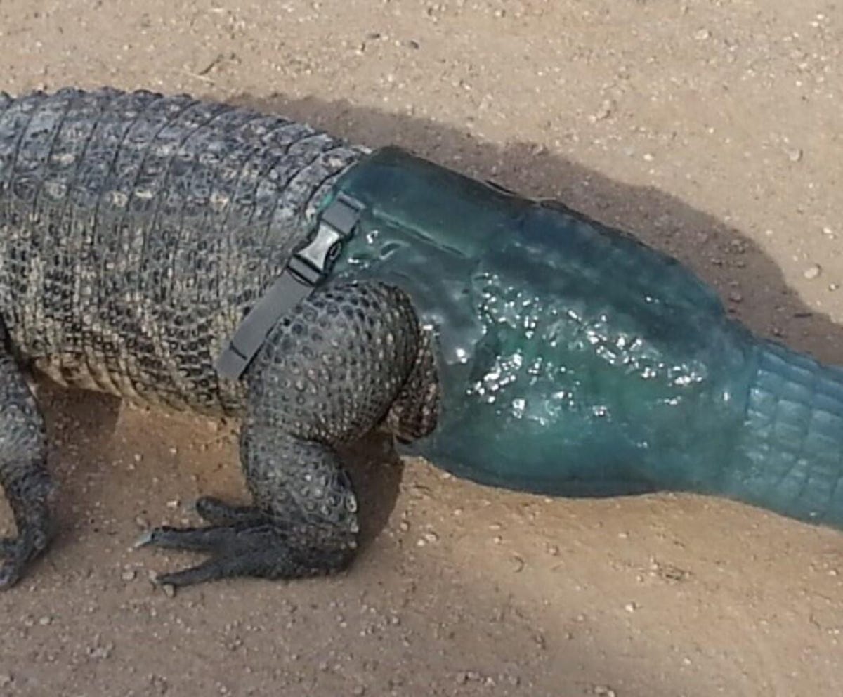 Alligator with prosthetic tail