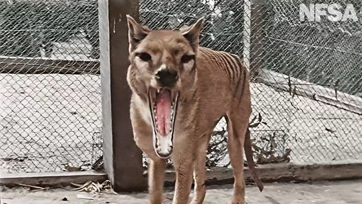 Video screenshot of a thylacine opening its mouth at a camera in colorized footage from the 1930s.