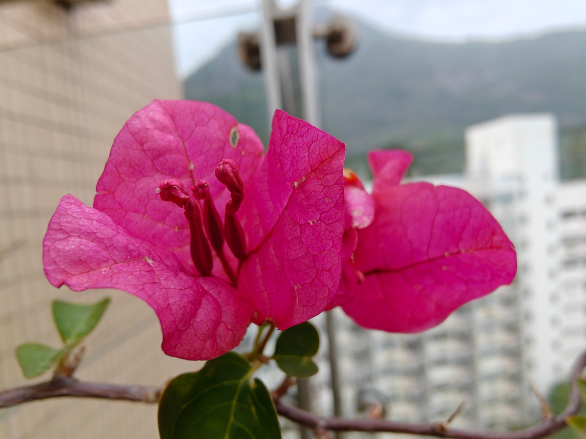 A bougainvillea flower