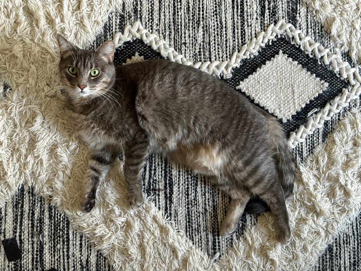 a cat on a rug