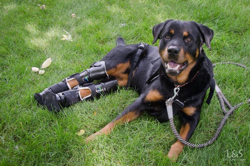 Bionic dog Brutus has all four legs fitted with prosthetics (Tomorrow Daily 159)