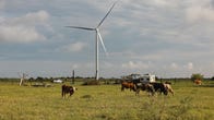 wind turbine in a field with cows 