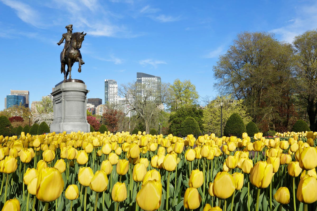 yellow tulips in Boston Common
