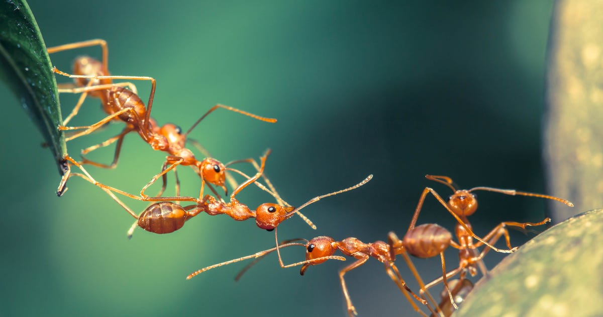 20,000,000,000,000,000 Ants Inhabit the Earth, Scientists Estimate