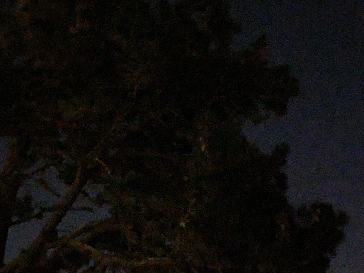 tree-at-night-2x-exposure-high-iphone-xs