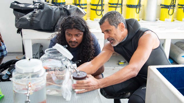 Maldives Marine Research Institute biologist Ahmed Najeeb and Academy Curator of Ichthyology Luiz Rocha inspect a fish specimen in the Maldives. Their expressions reveal great interest in the fish.