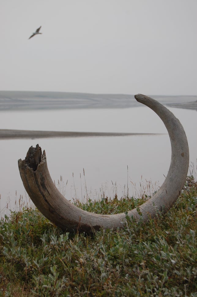 Défenses de mammouth sur la rive de la rivière Logata