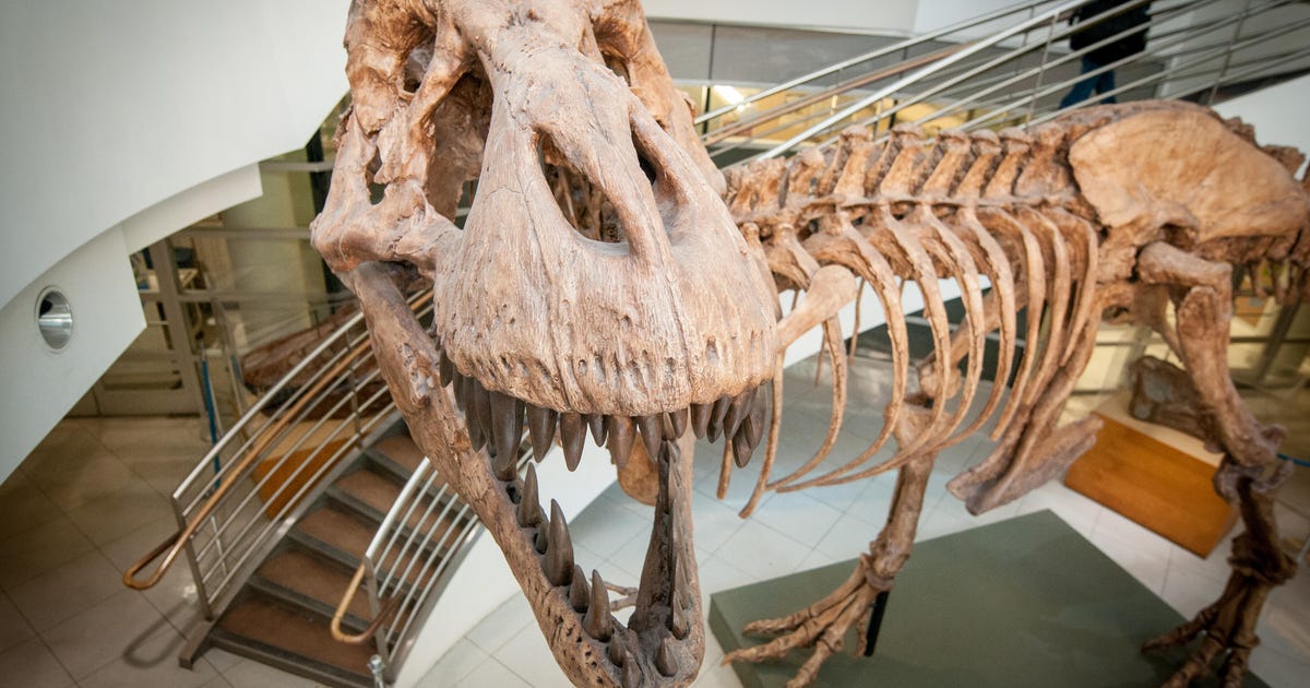 Billions of T. rexes roamed the Earth over their lifetime, new study says - CNET